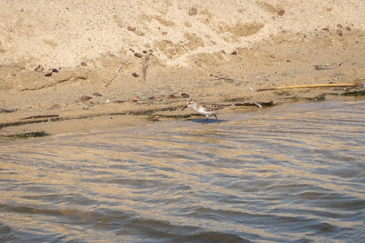 Western Sandpiper - ML643158553