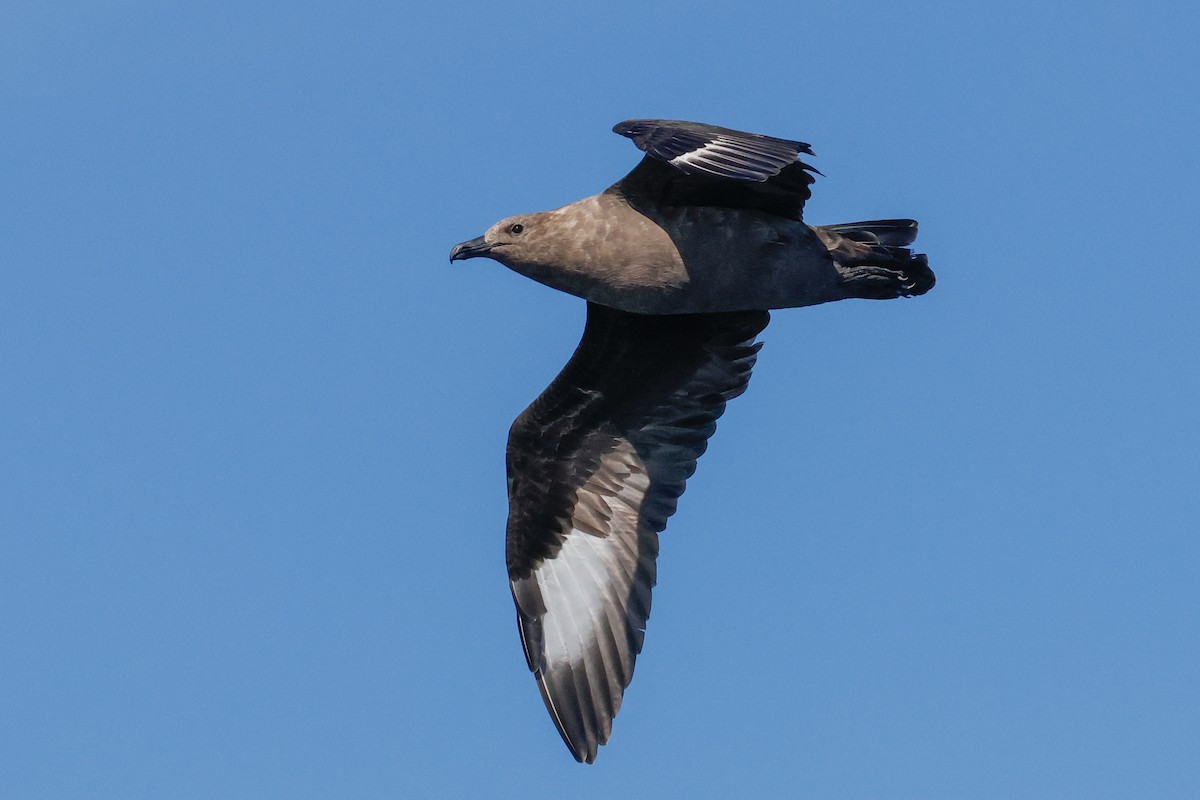 South Polar Skua - ML643158567