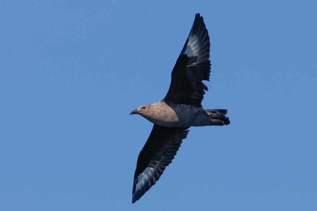 South Polar Skua - ML643158568