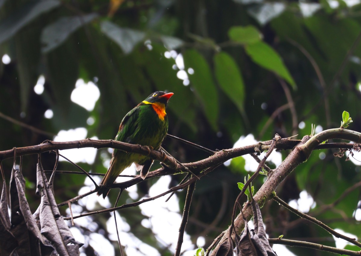 kotinga škrabošková - ML643158597