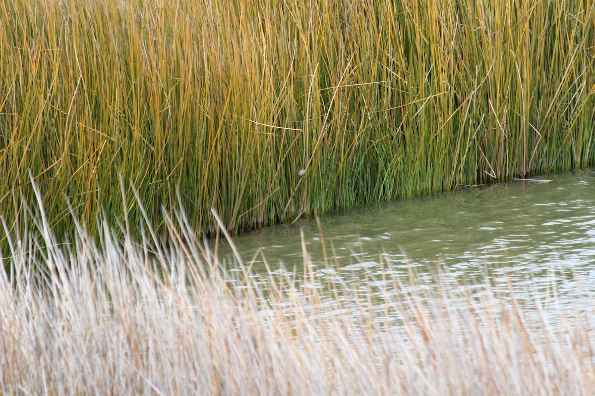 Australian Reed Warbler - ML643158614