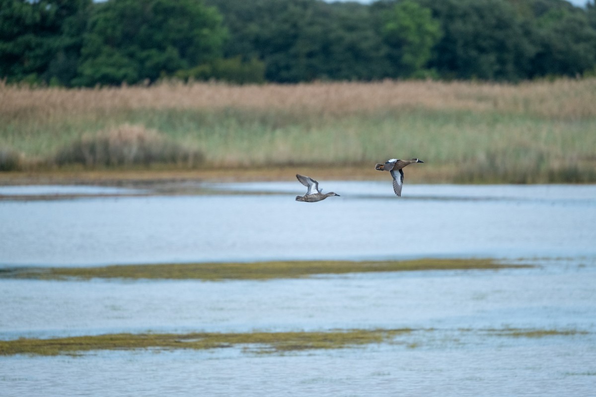Blue-winged Teal - ML643158642