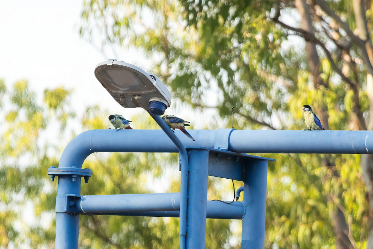 Northern Rosella - ML643158643