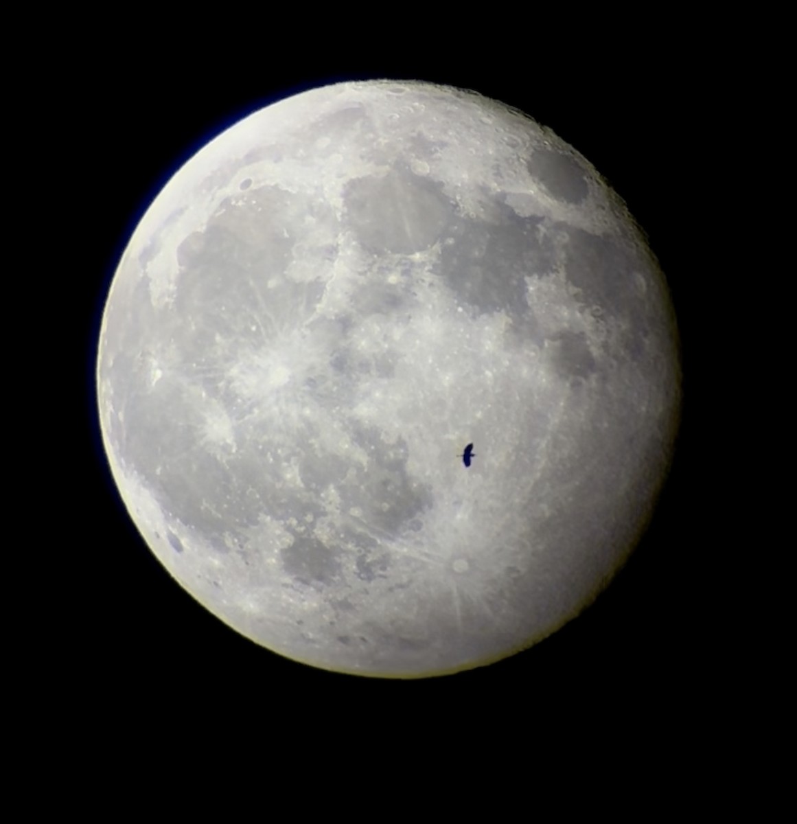 Ardea sp. - Andre Vu