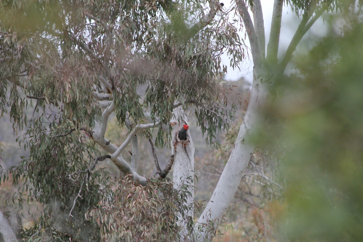 eBird Checklist - 6 Oct 2025 - Bruce Ridge Nature Reserve - 10 species