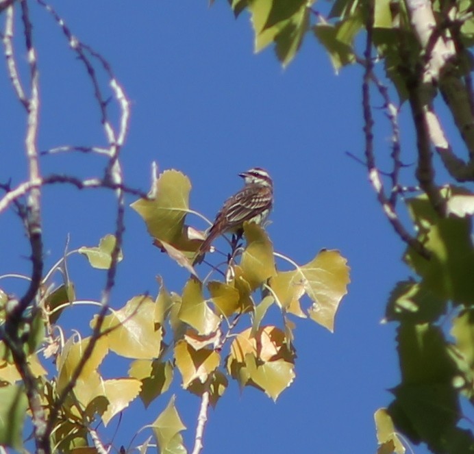 Piratic Flycatcher - ML64315871