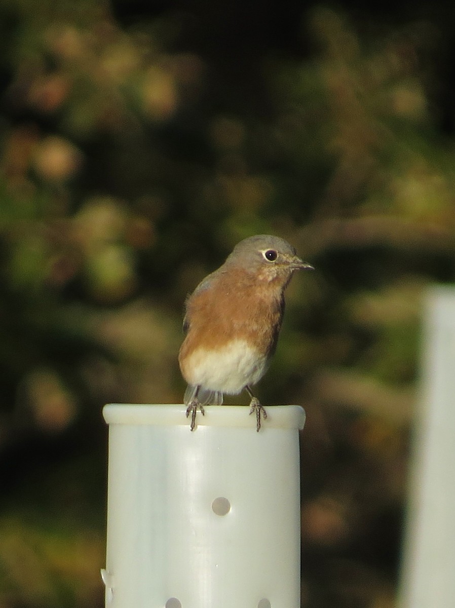 Eastern Bluebird - ML643158733