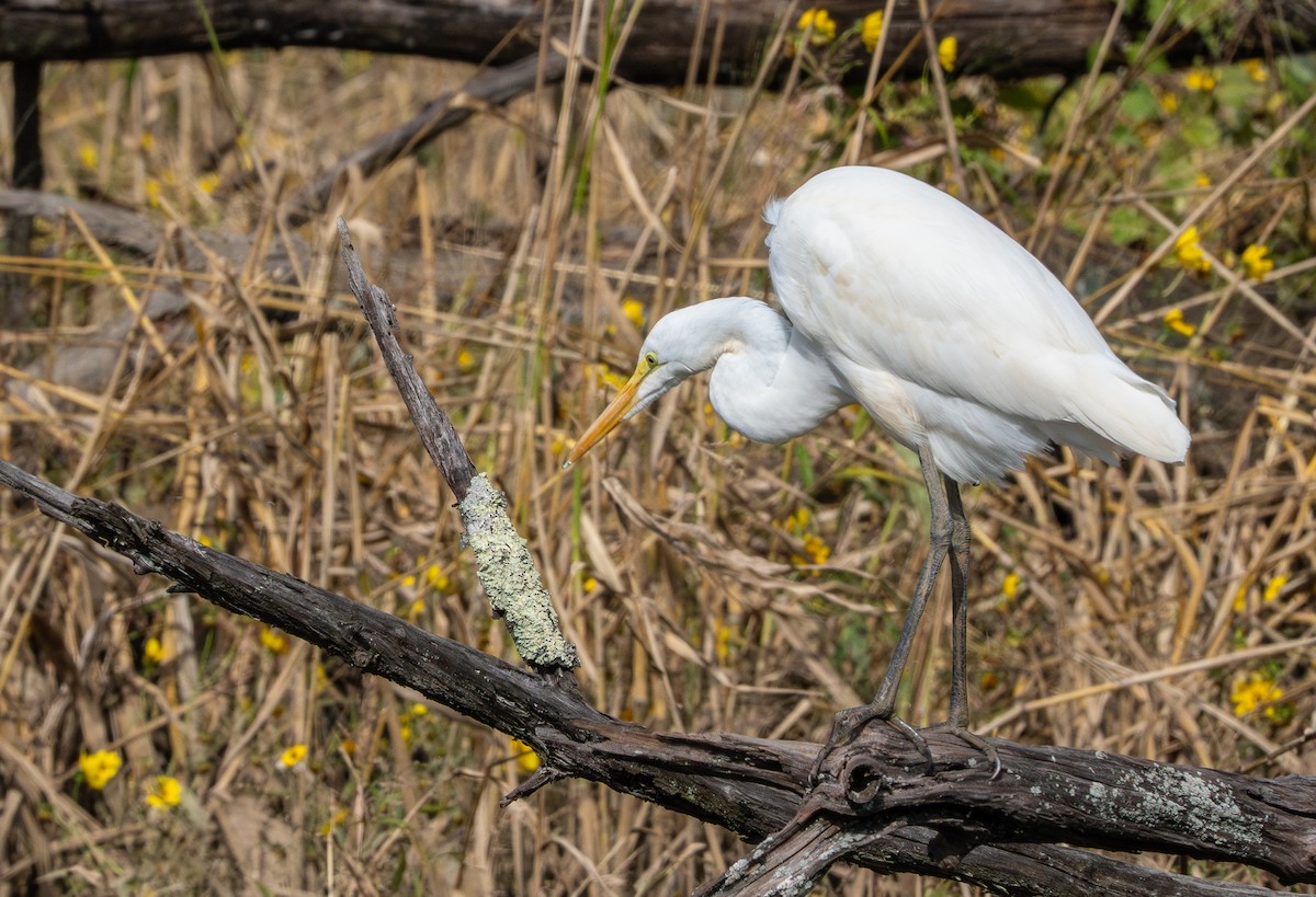 Great Egret - ML643158735