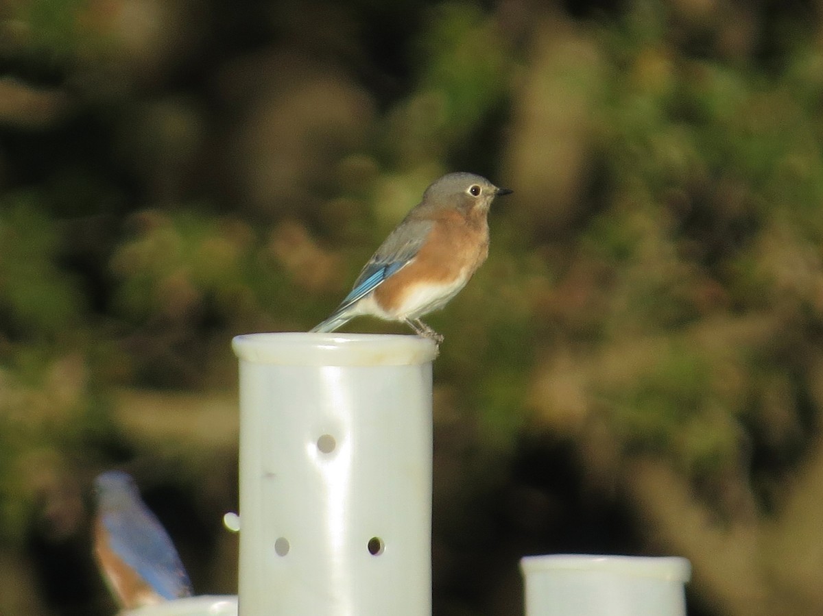 Eastern Bluebird - ML643158811