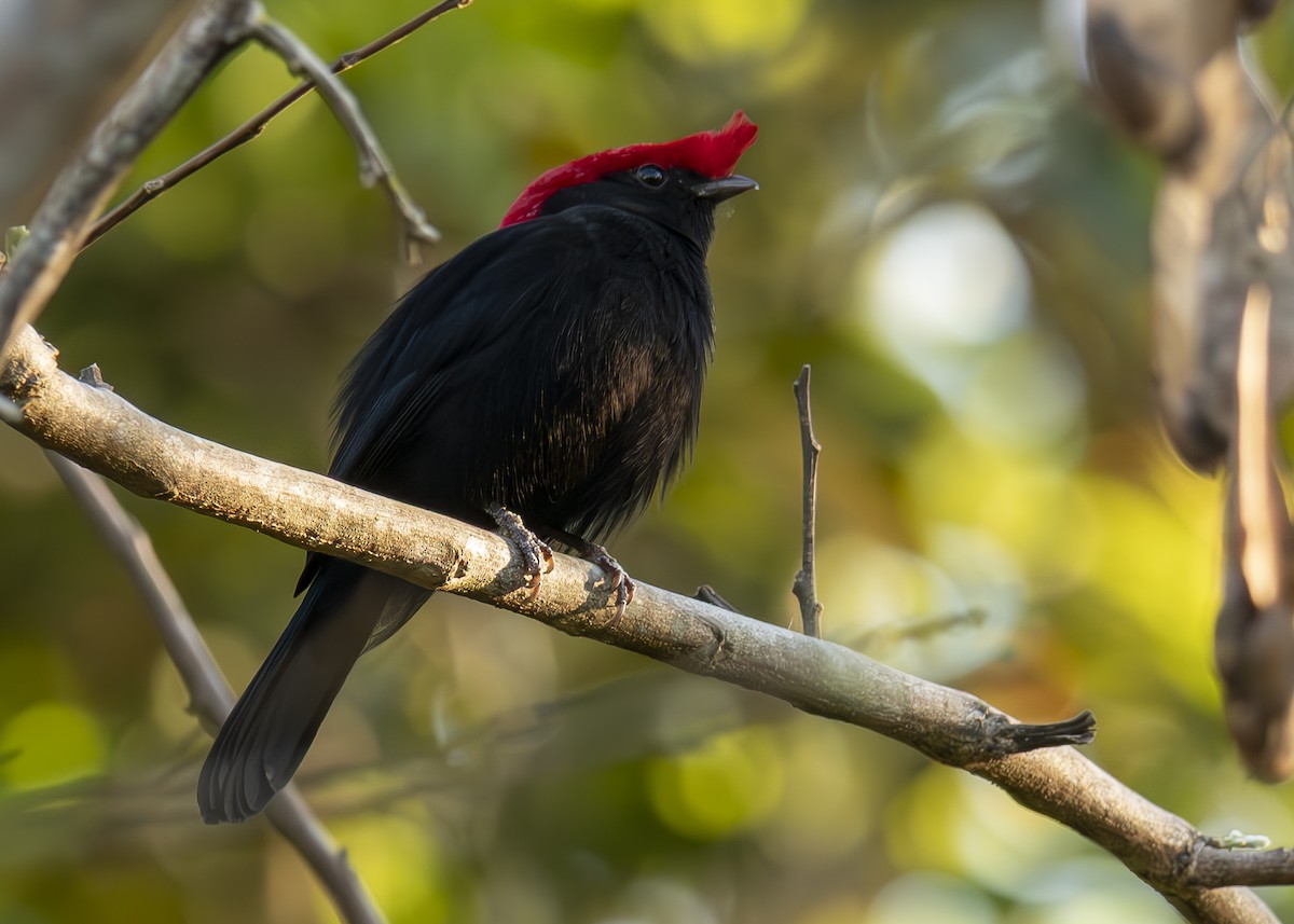 Helmeted Manakin - ML643158817