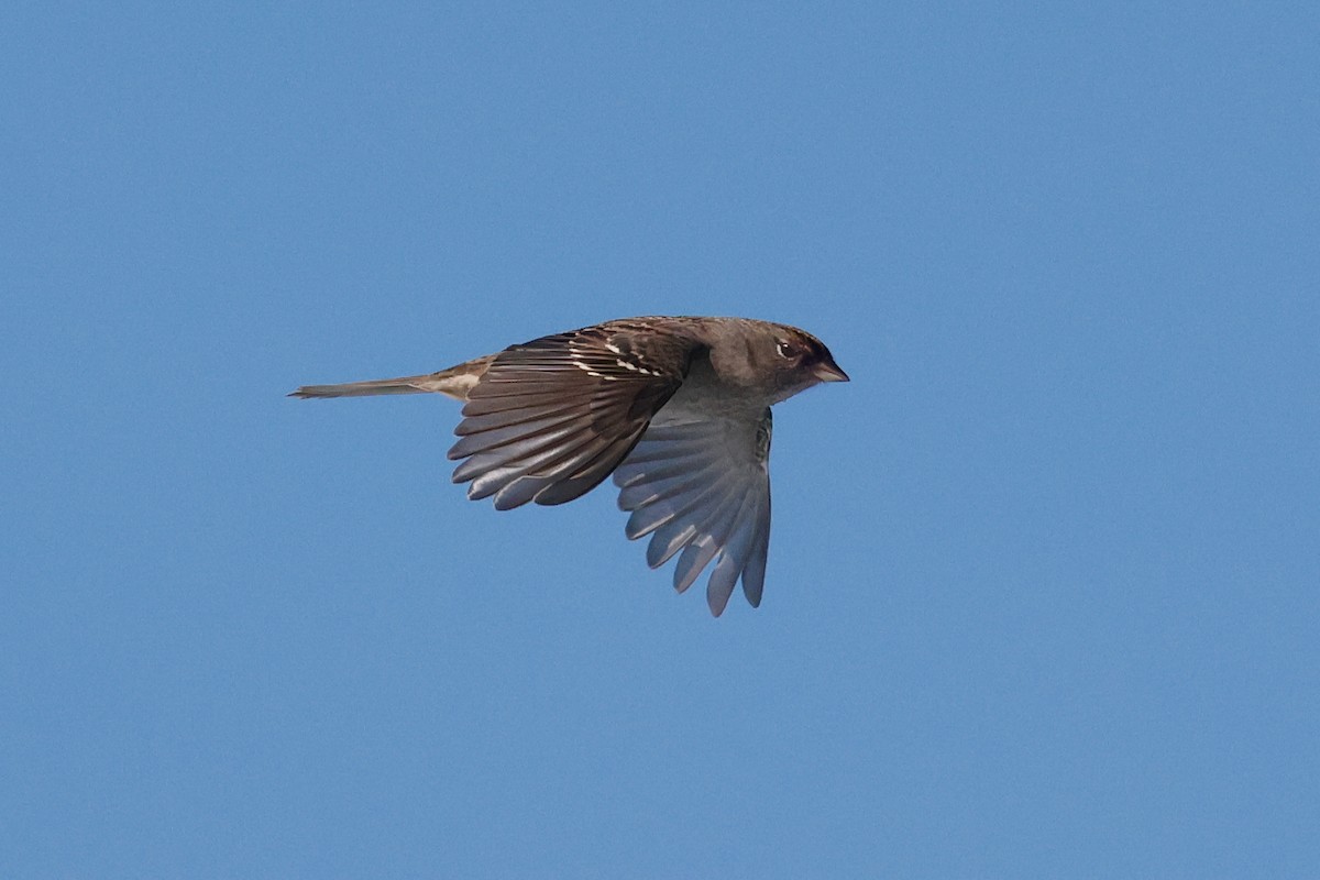 Golden-crowned Sparrow - ML643158826