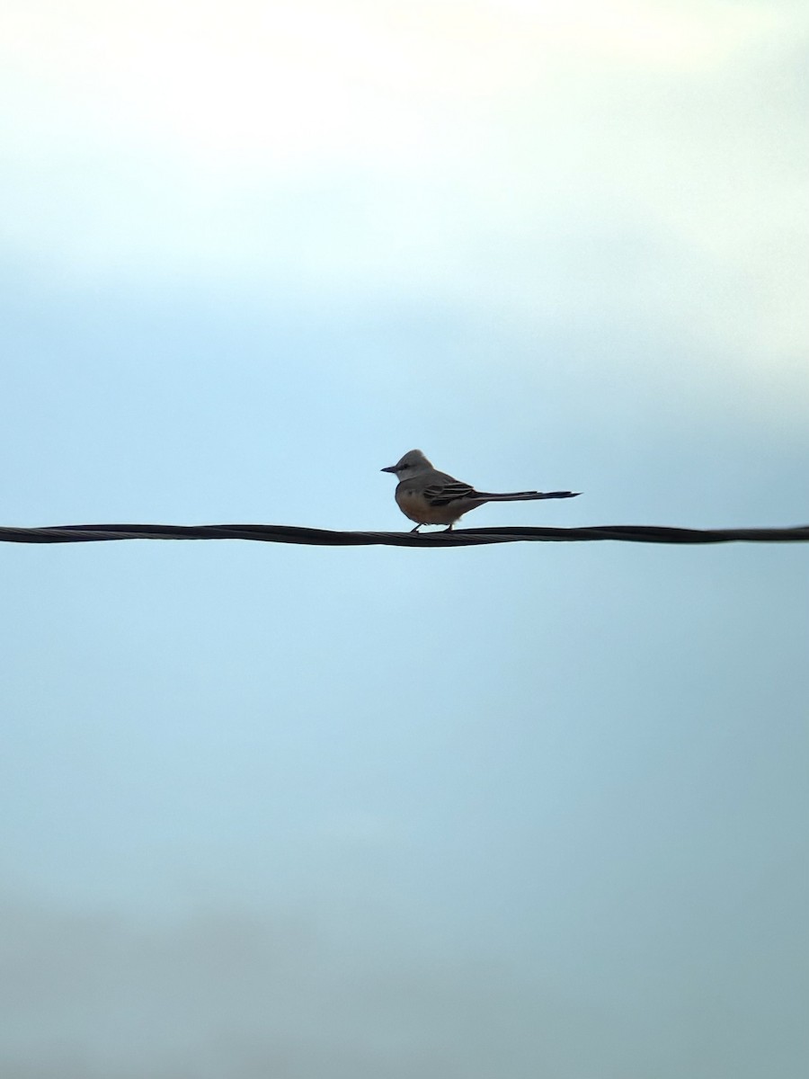 Scissor-tailed Flycatcher - ML643158834