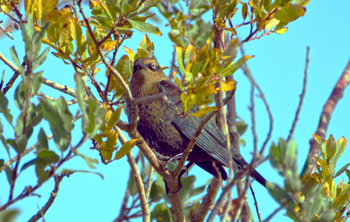 Rusty Blackbird - ML643158835