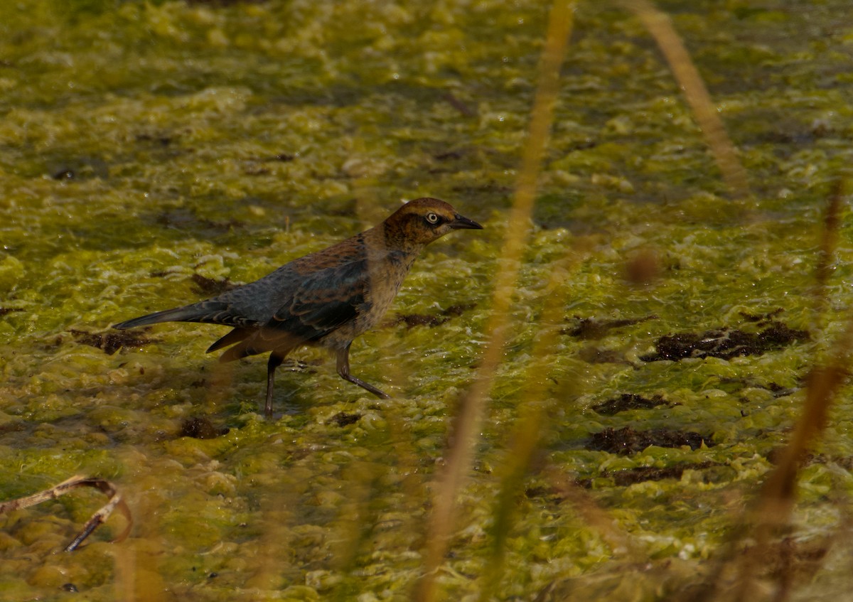 Rusty Blackbird - ML643158836