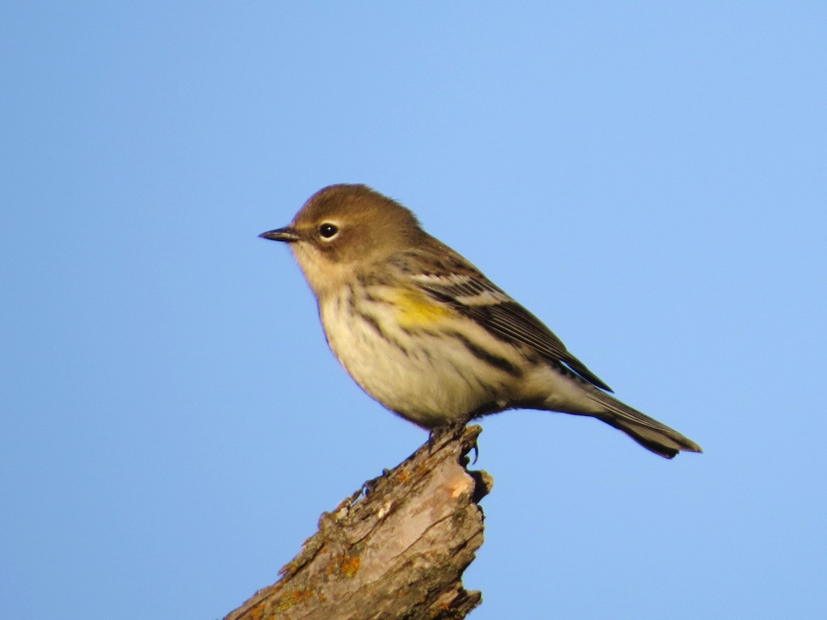Yellow-rumped Warbler (Myrtle) - ML643158837