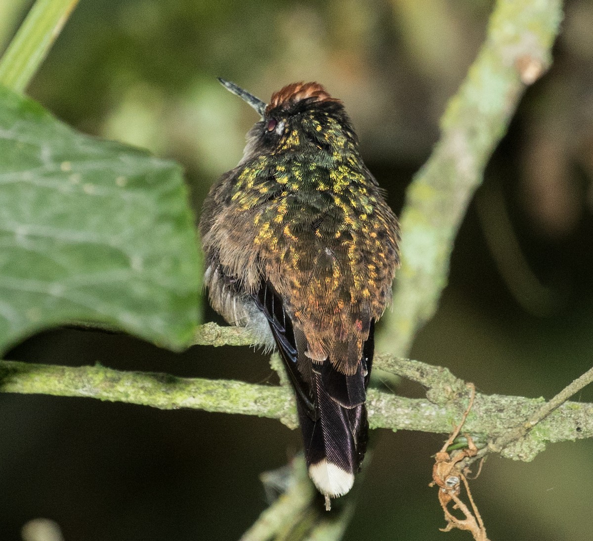 Андский цветноголов - ML643158862