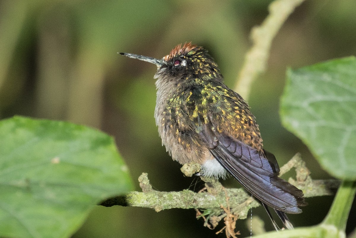 Андский цветноголов - ML643158863