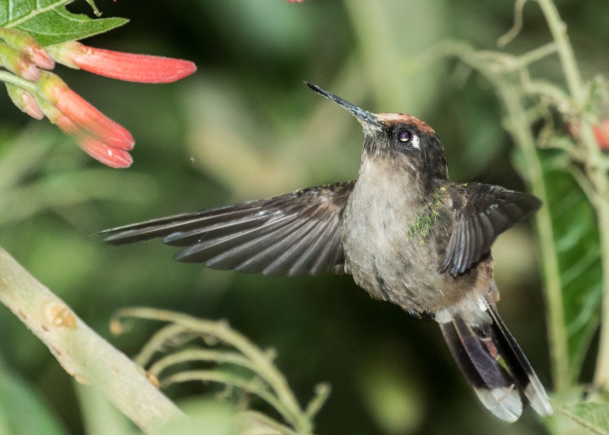 Андский цветноголов - ML643158864