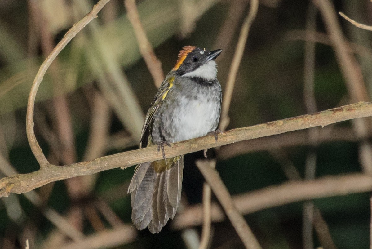 Chestnut-capped Brushfinch - ML643158881