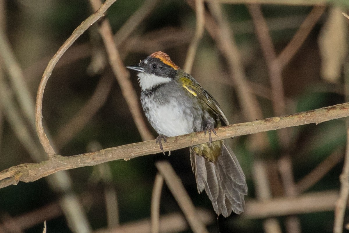 Chestnut-capped Brushfinch - ML643158882