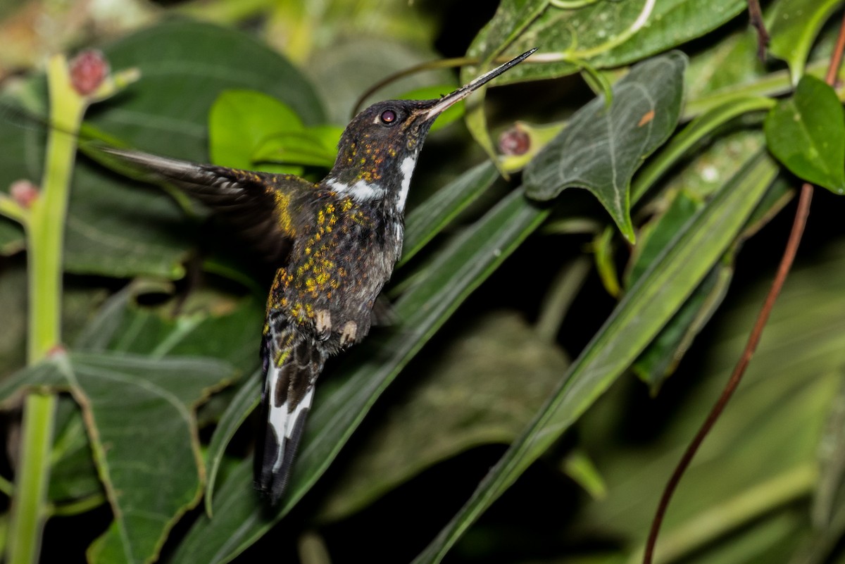 Collared Inca (Collared) - ML643158899