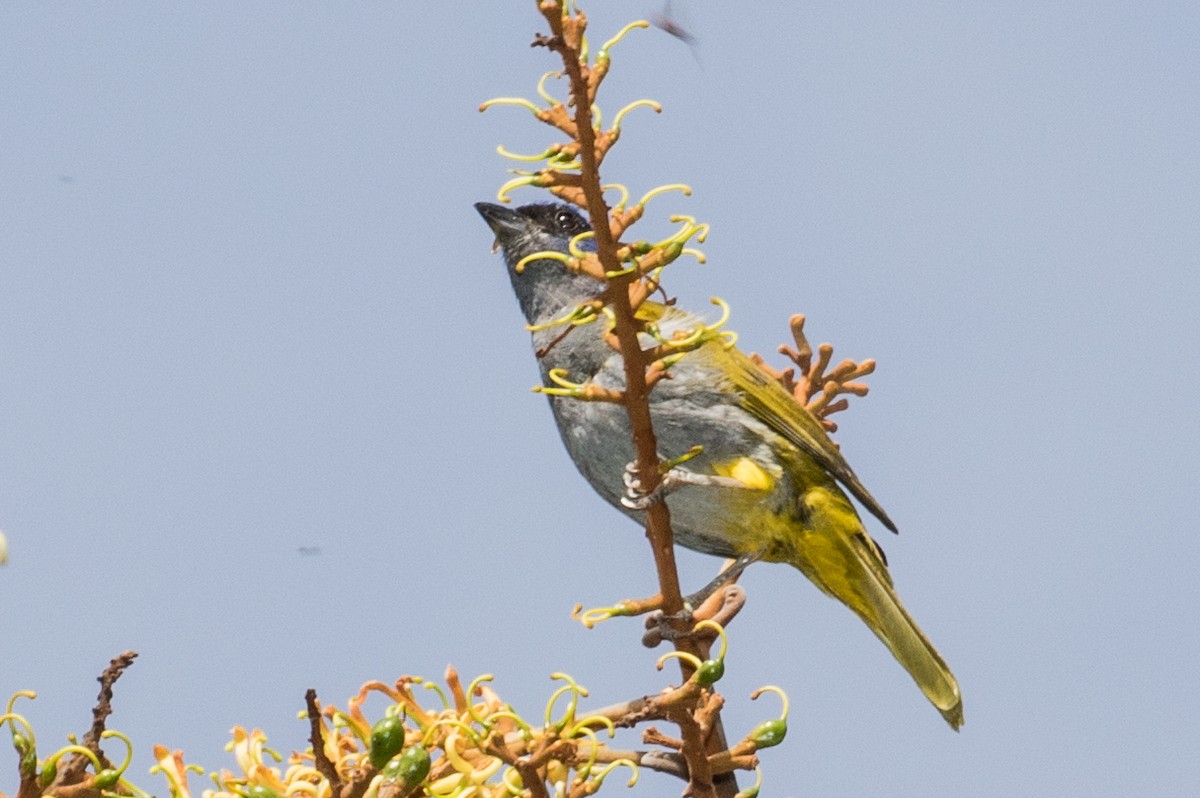 Blue-capped Tanager - ML643158919