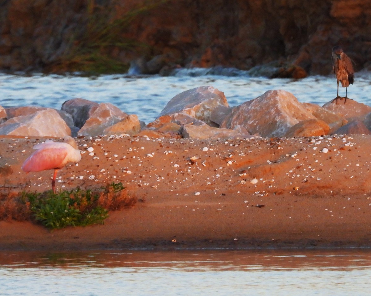 Roseate Spoonbill - ML643158931