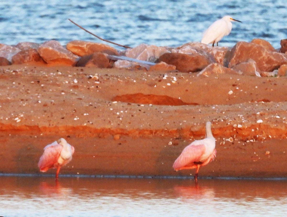 Roseate Spoonbill - ML643158932