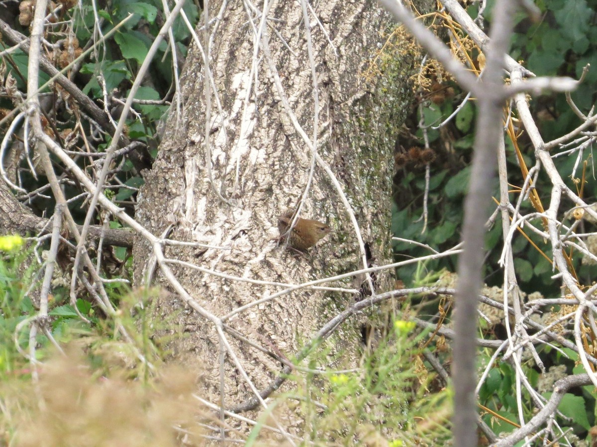 Winter Wren - ML643158947