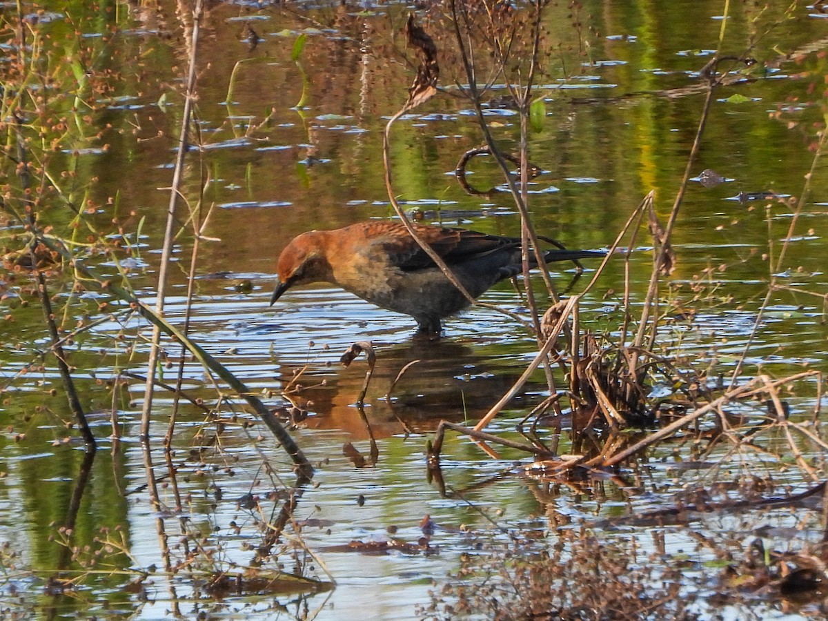 Rusty Blackbird - ML643158951