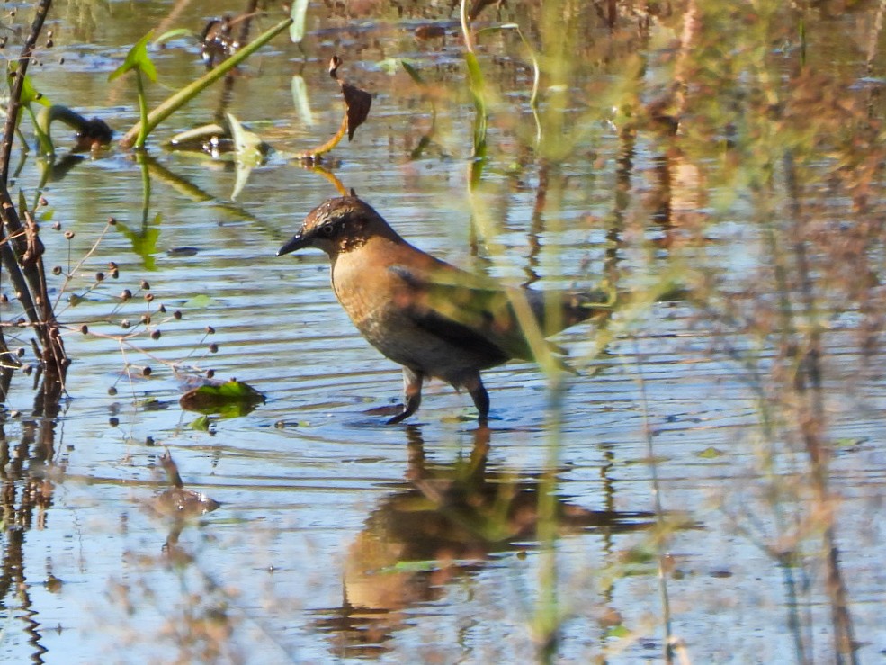 Rusty Blackbird - ML643158952
