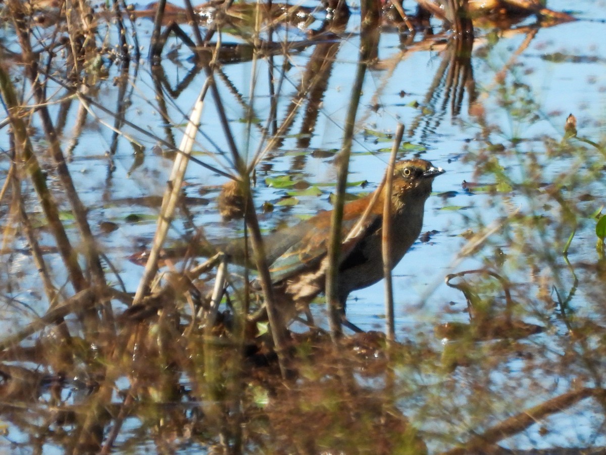 Rusty Blackbird - ML643158953