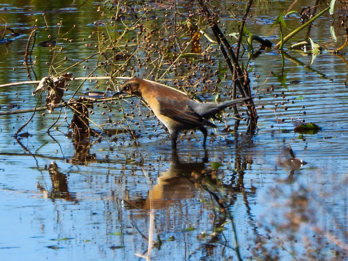 Rusty Blackbird - ML643158954