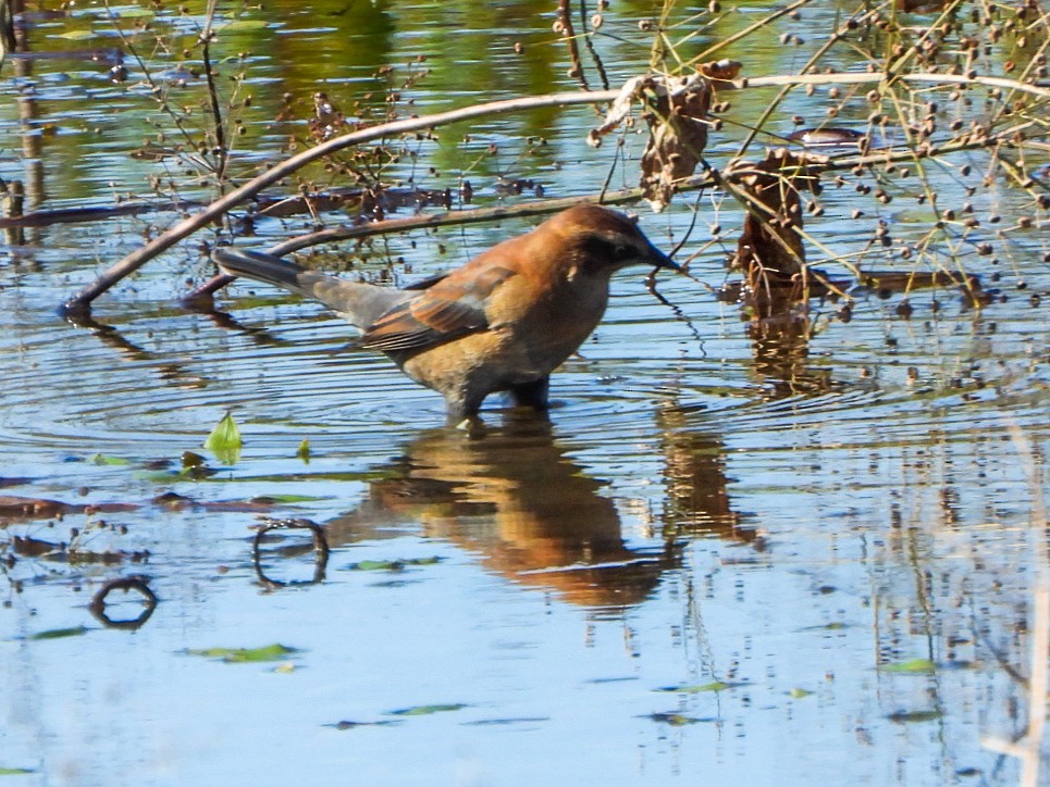 Rusty Blackbird - ML643158955