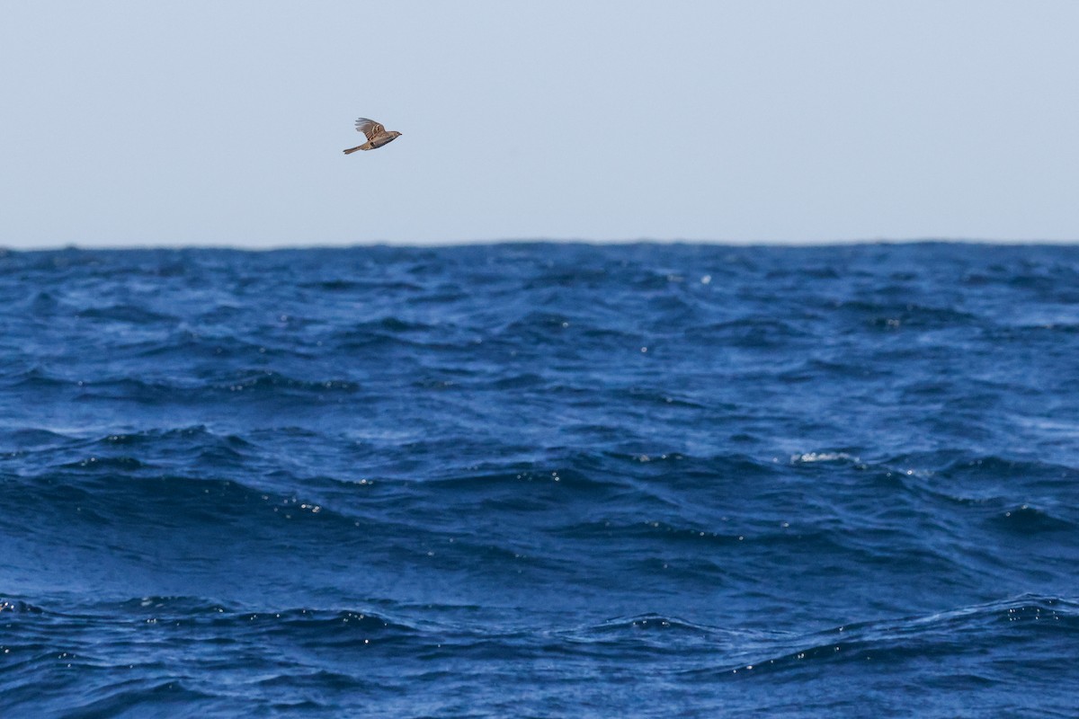 Golden-crowned Sparrow - ML643159041