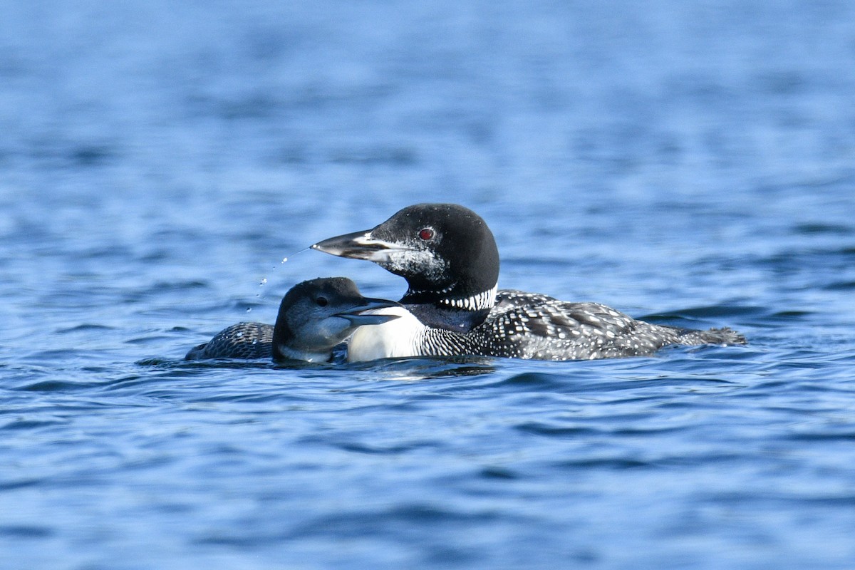 Common Loon - ML643159050