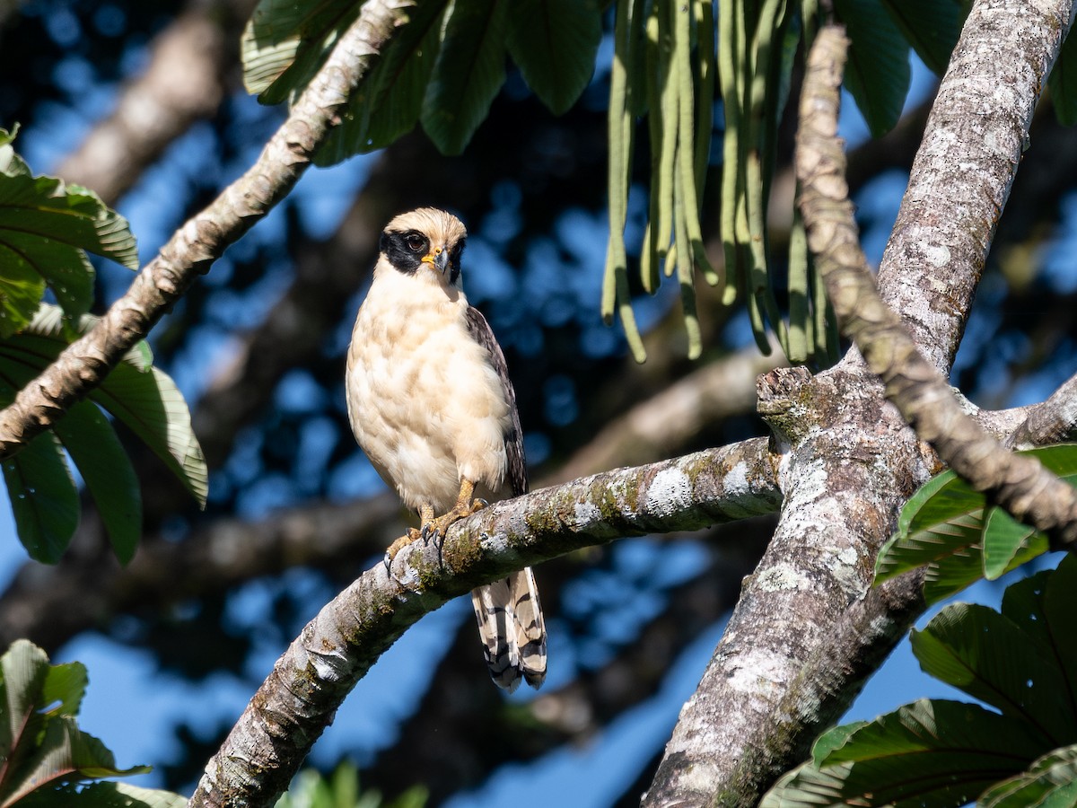 Laughing Falcon - ML643159057