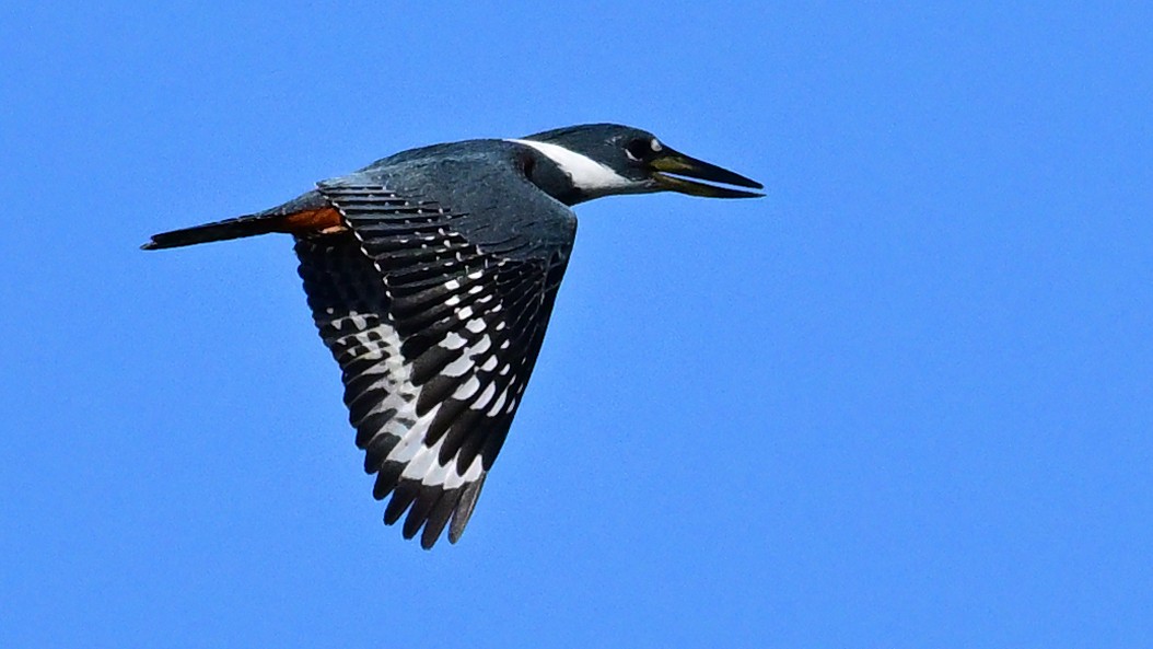 Ringed Kingfisher - ML643159078