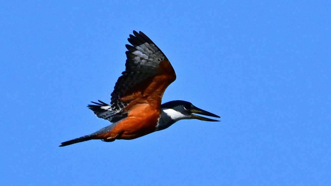 Ringed Kingfisher - ML643159079