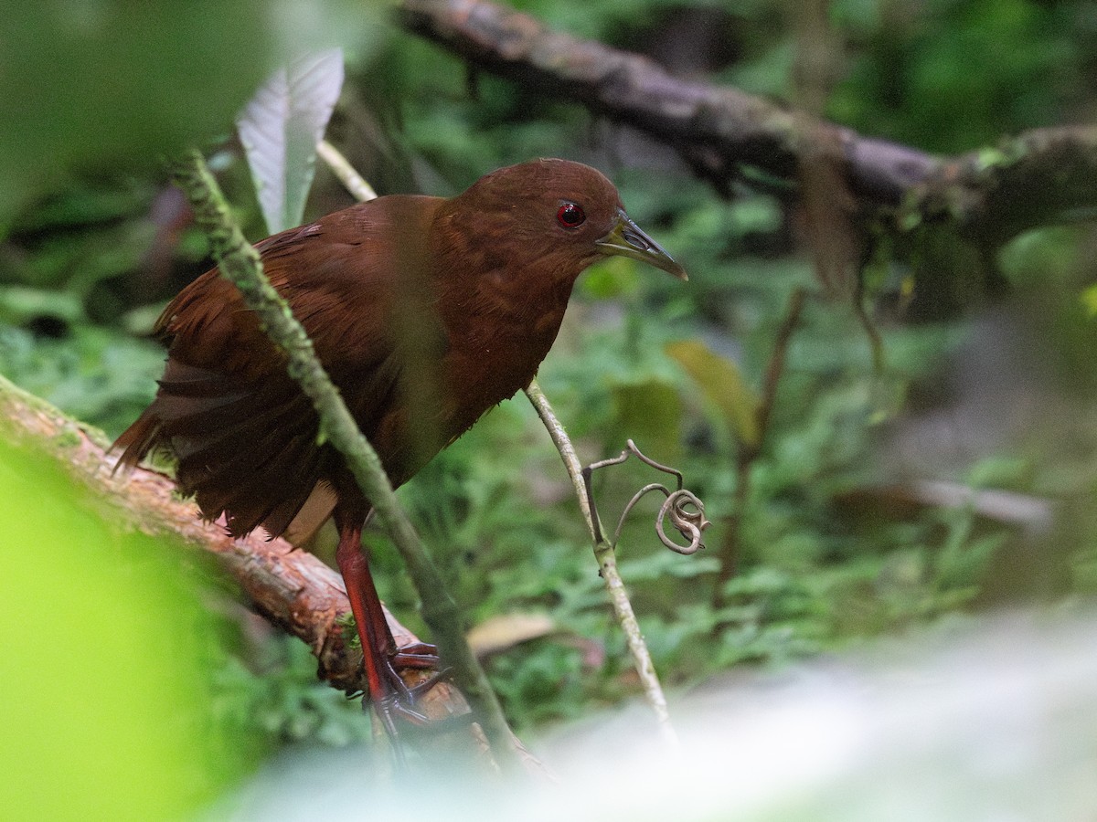 Uniform Crake - ML643159081