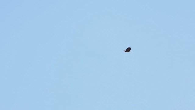 Golden Eagle - ML643159082