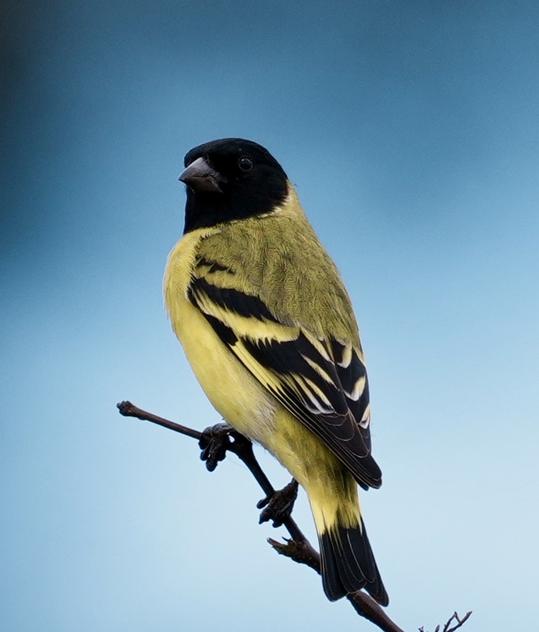 Hooded Siskin - ML643159089