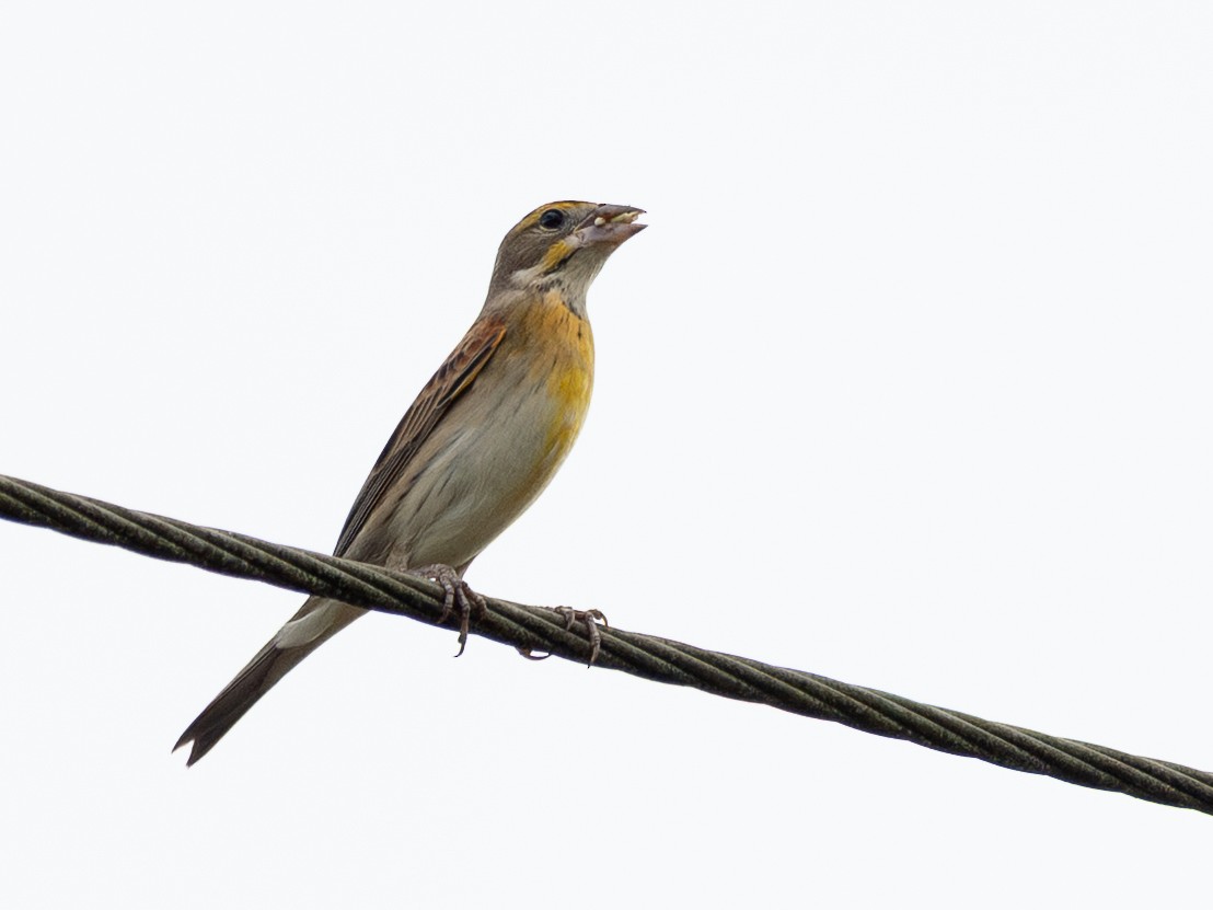 Dickcissel - ML643159103