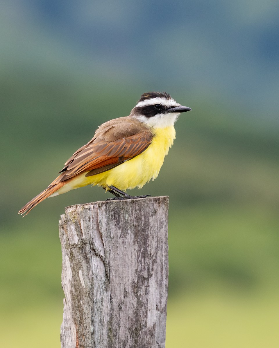 Great Kiskadee - ML643159109