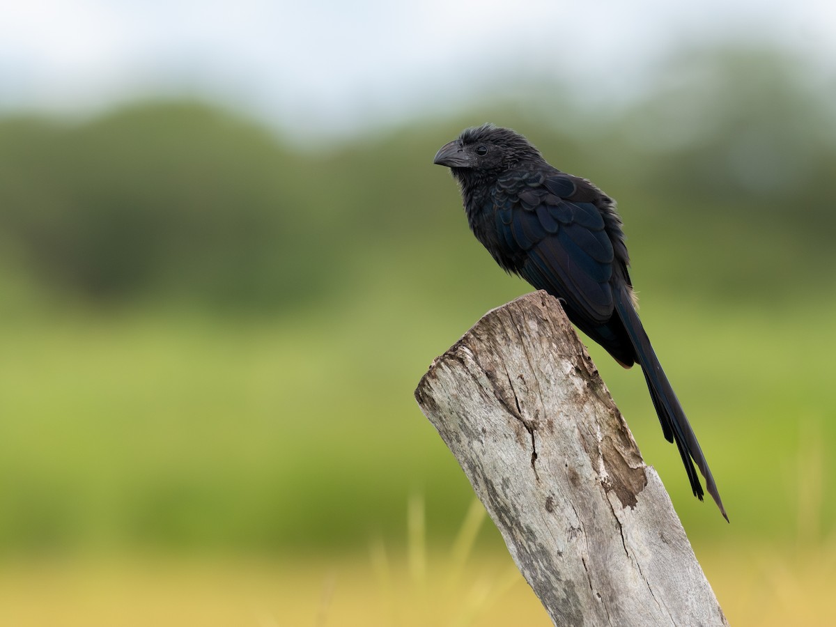 Groove-billed Ani - ML643159112