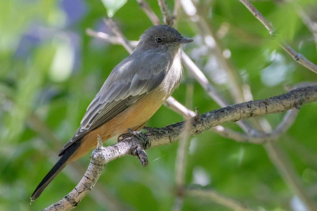 Say's Phoebe - ML643159118