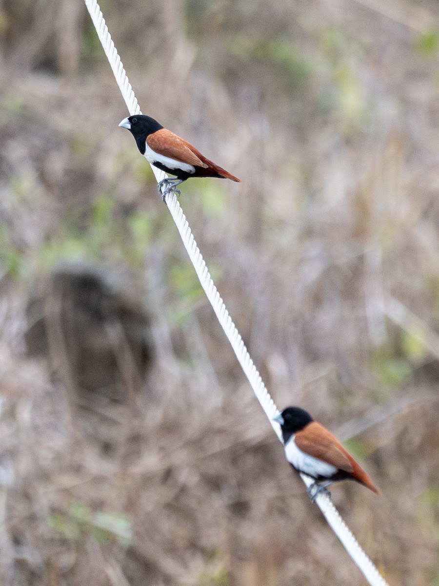Tricolored Munia - ML643159122
