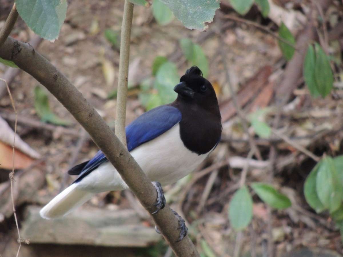 Curl-crested Jay - ML643159127
