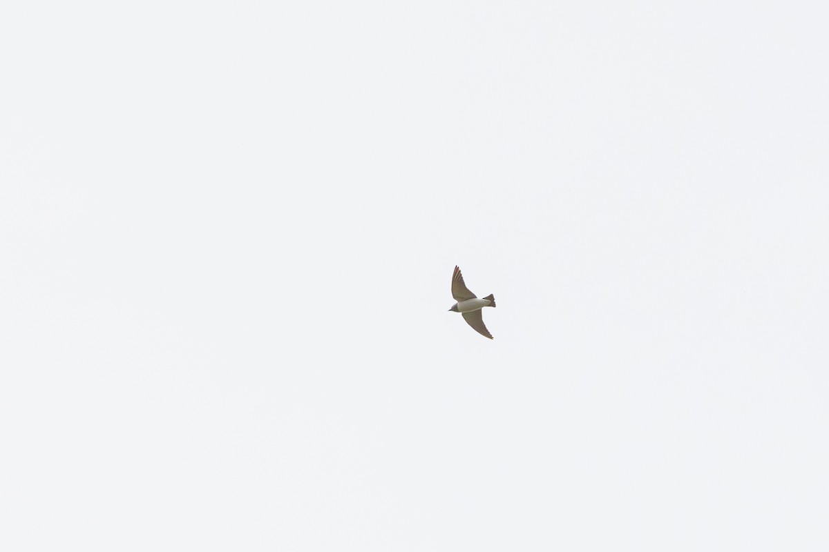 White-breasted Woodswallow - ML643159129