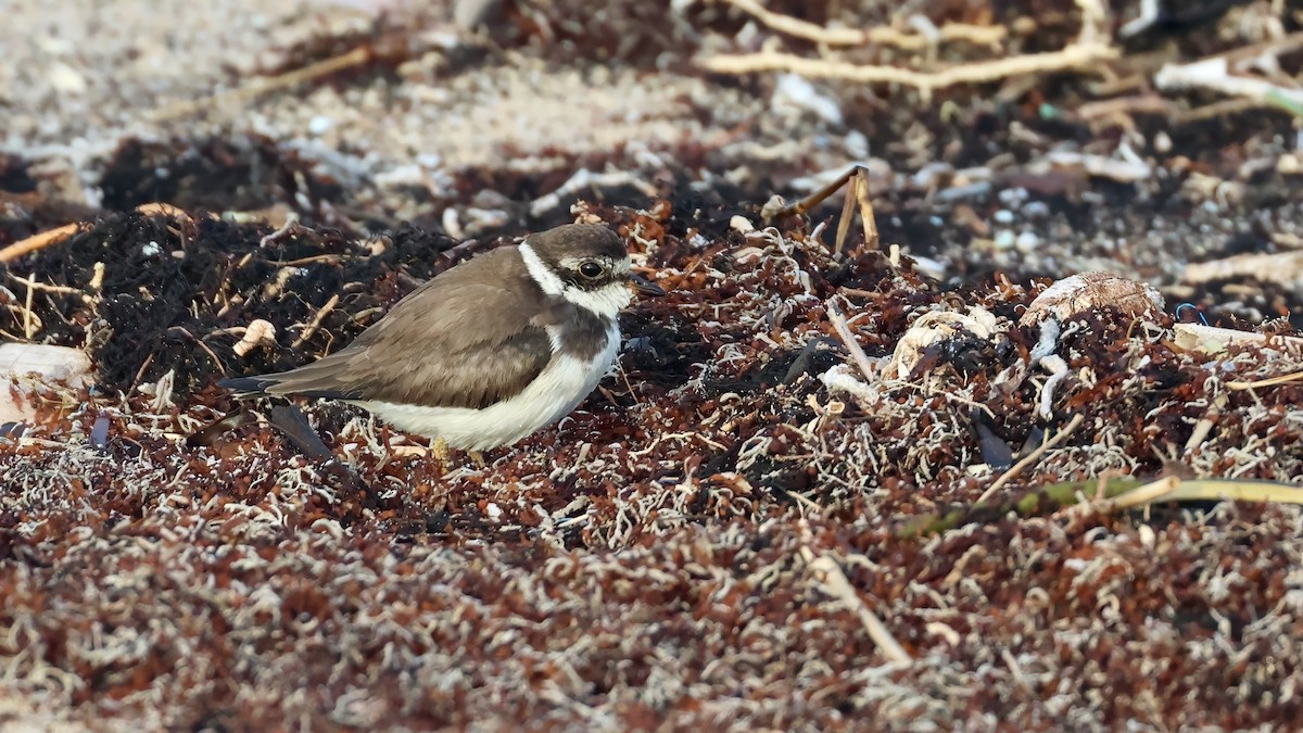 Semipalmated Plover - ML643159145